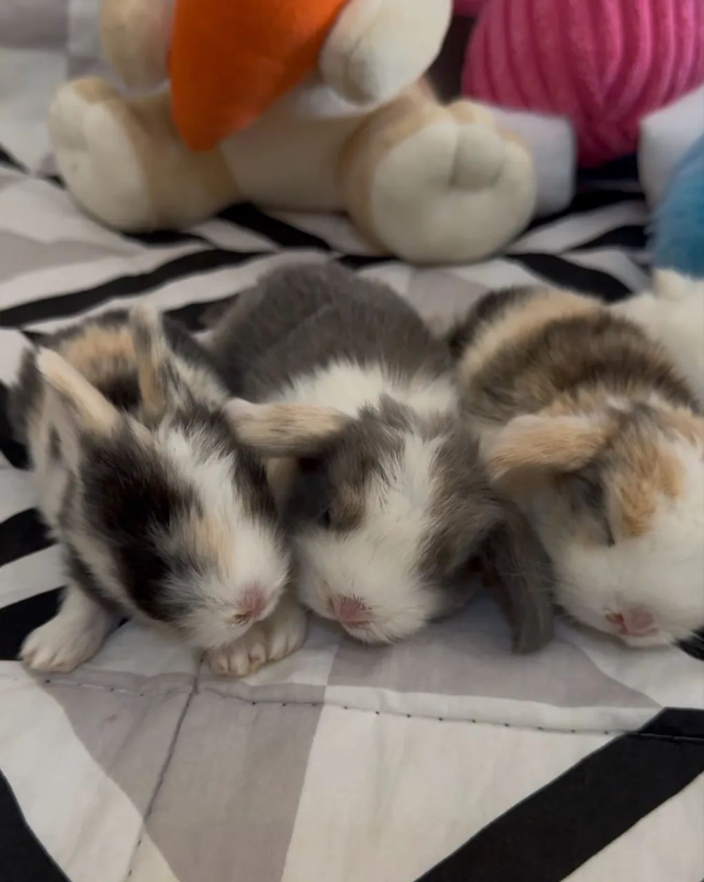 Mini coelhos  - Foto 3