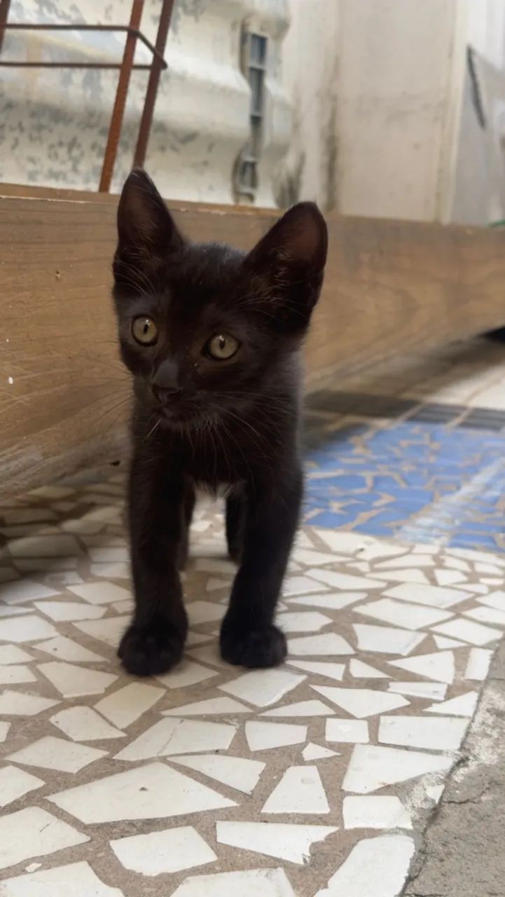 Adoção  - Foto 5