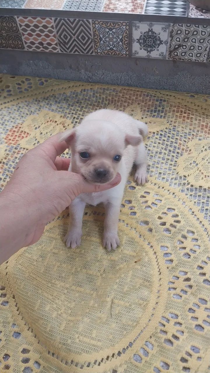 Chihuhua  - Foto 5