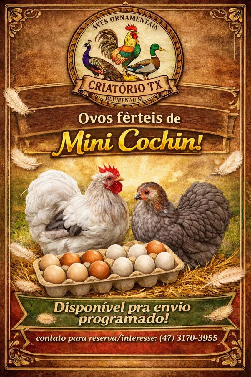 Ovos férteis - Mini Cochin