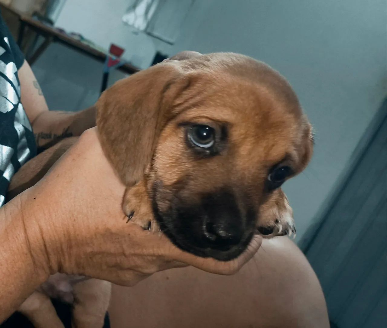 Cachorro Dachshund (salsicha)
