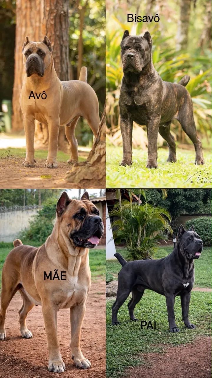 Filhote de Cane Corso - Foto 5