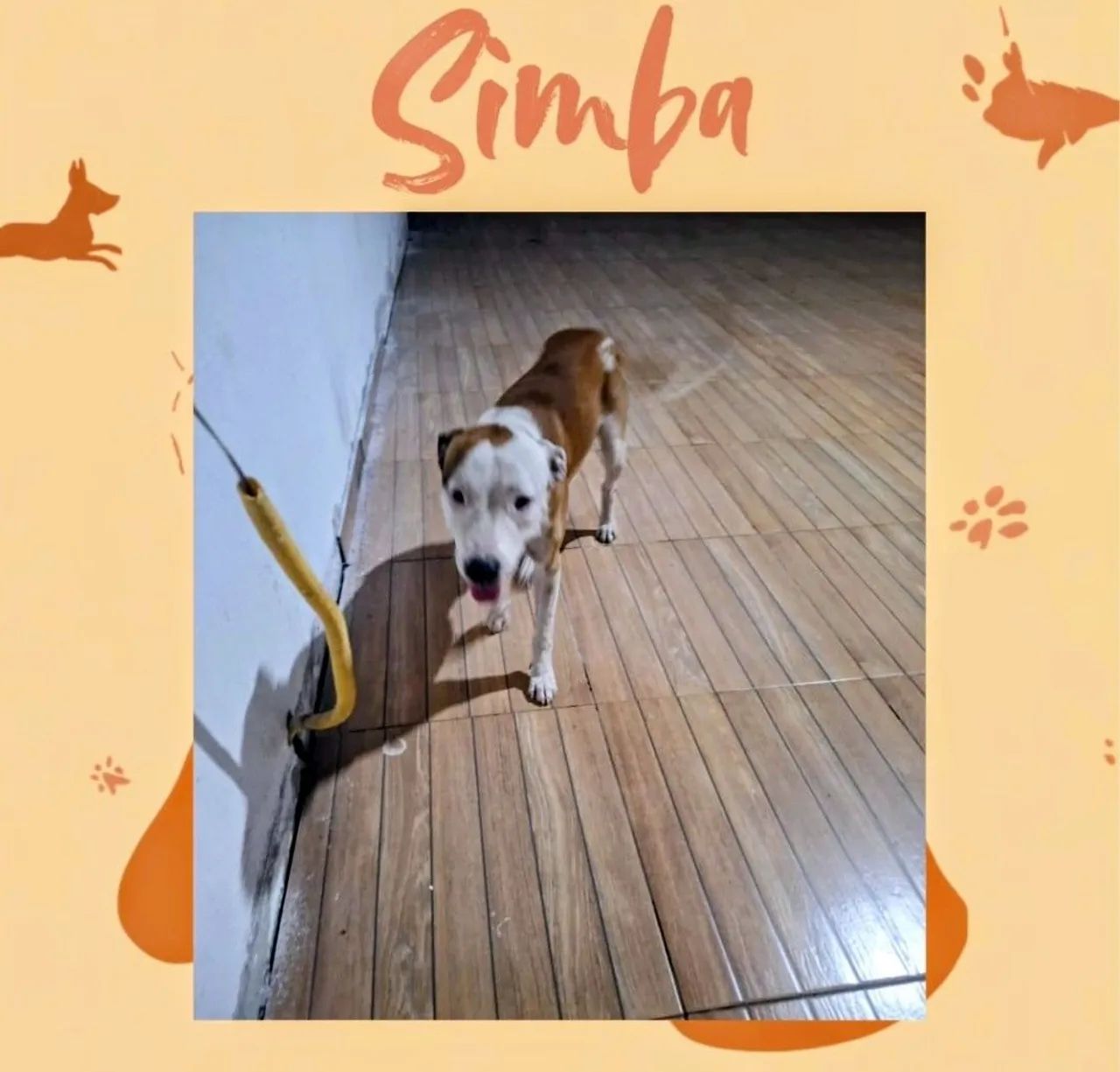 DOAÇÃO  RESPONSÁVEL (ANIMAL) - Foto 4