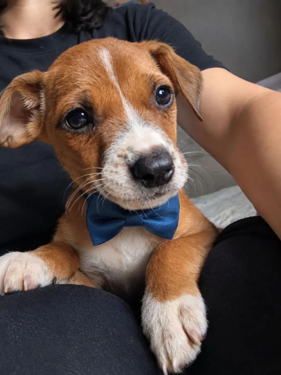 Cachorro - Foto 2