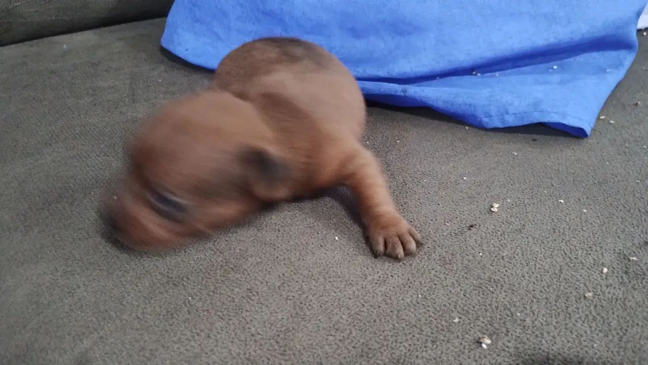 Pinscher número zero  - Foto 4