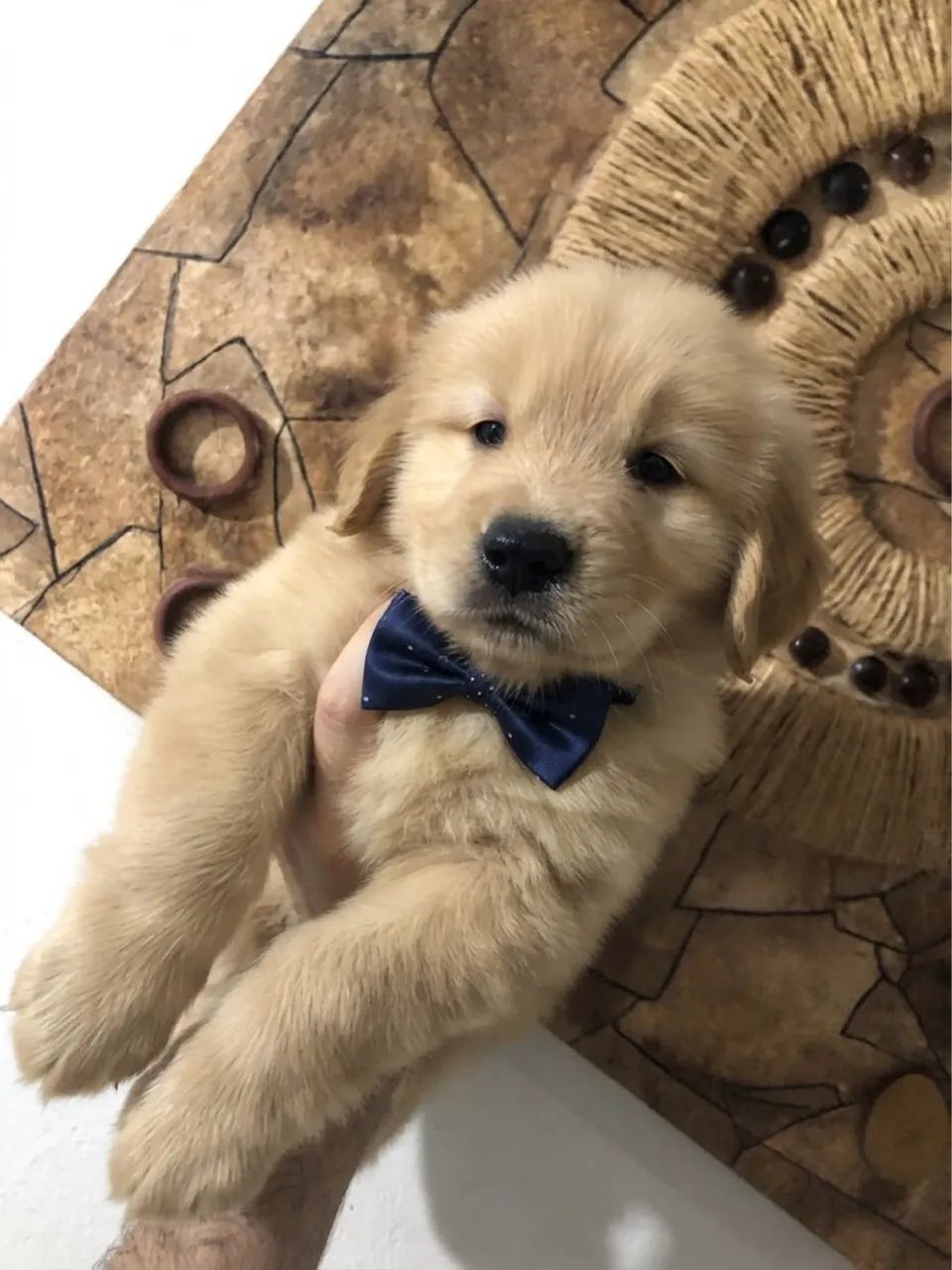 golden retriever