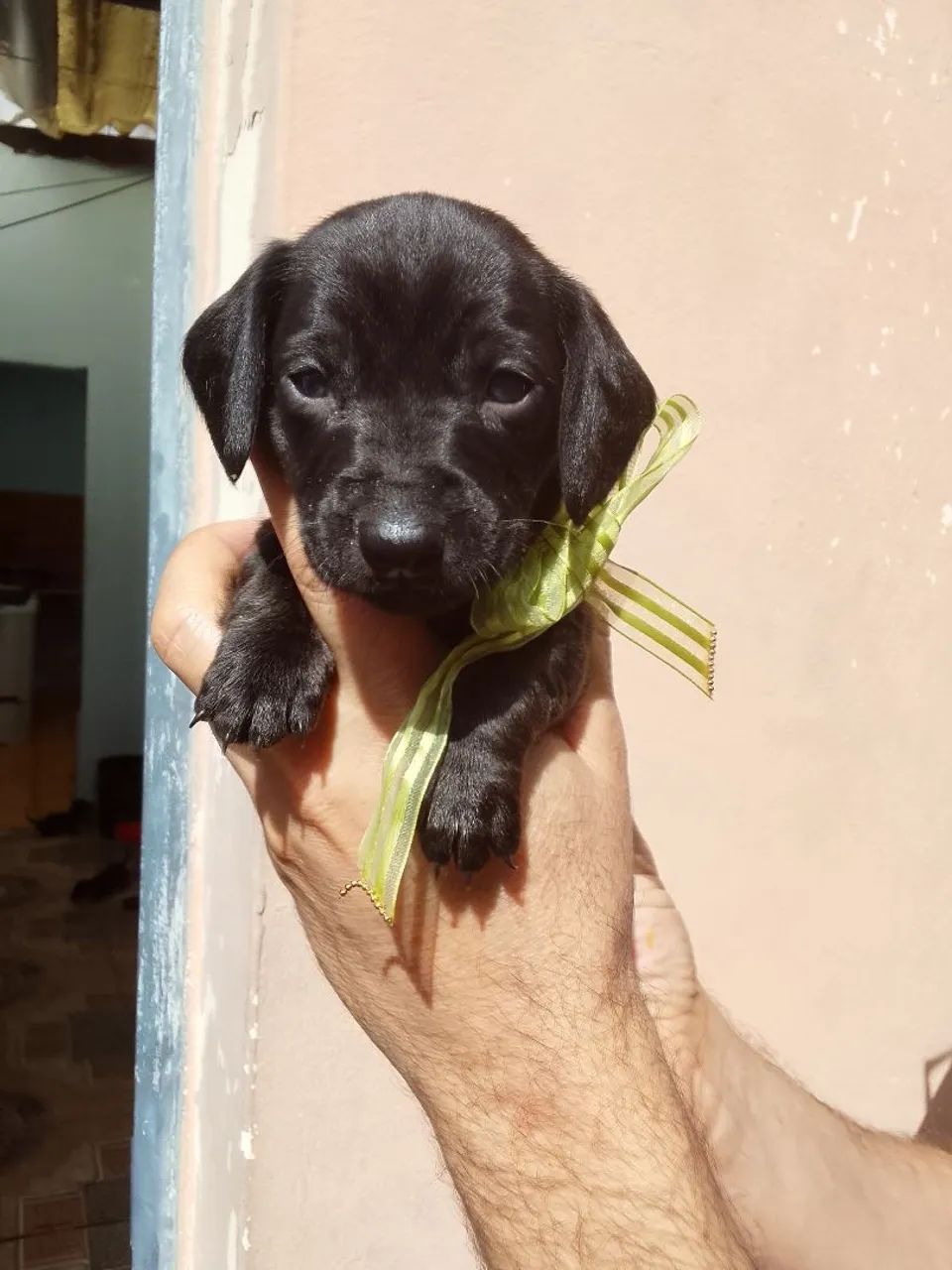 Vende-se cachorro salsicha  - Foto 4