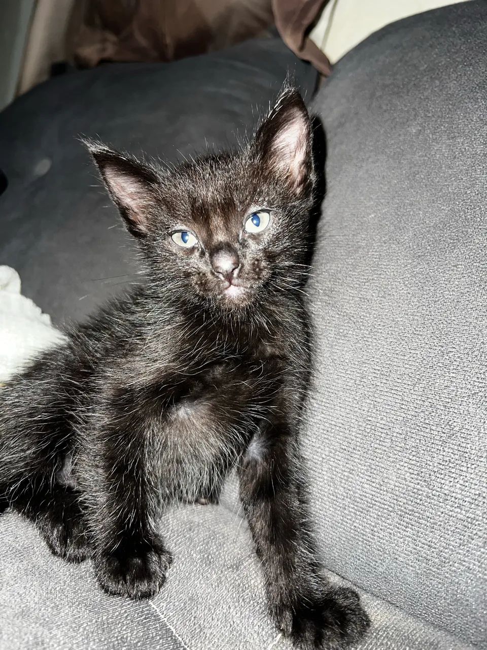 Doação de gatinhos ? - Foto 2
