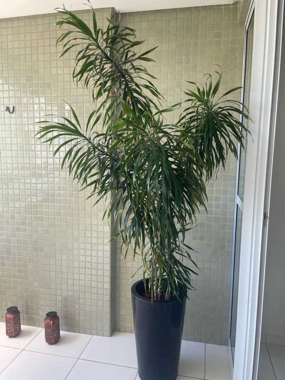 Planta Dracena - Foto 3