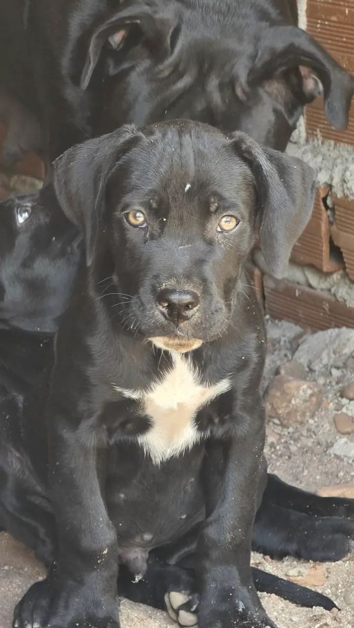 Filhotes de canecorso italiano