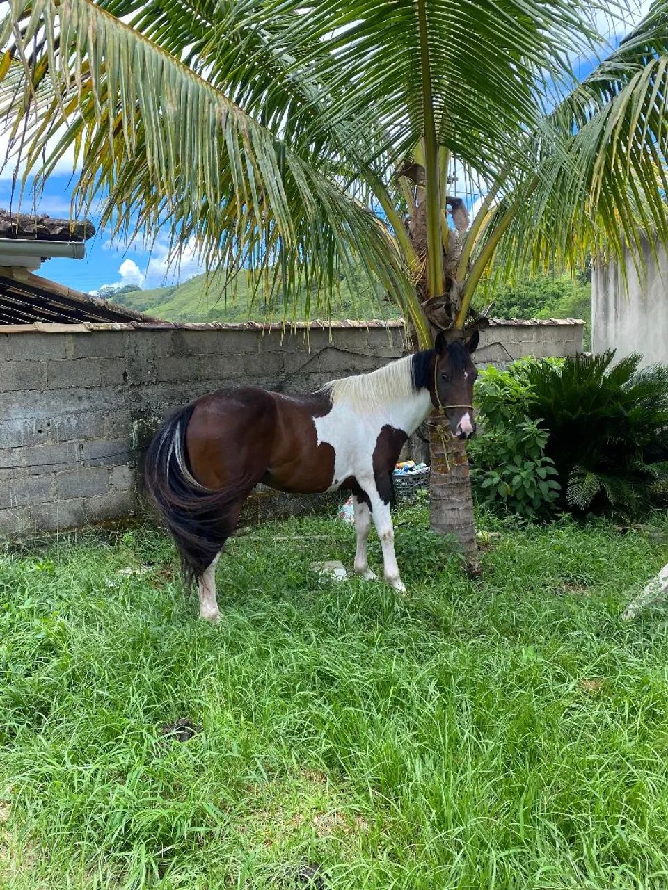 CAVALO QUARTO DE MILHA  - Foto 4