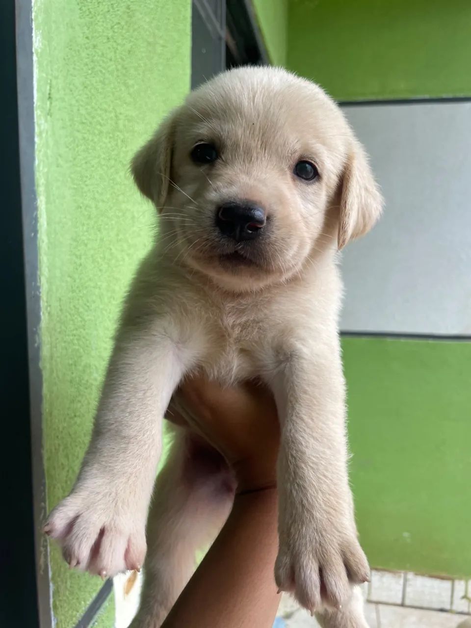 Filhote de labrador 