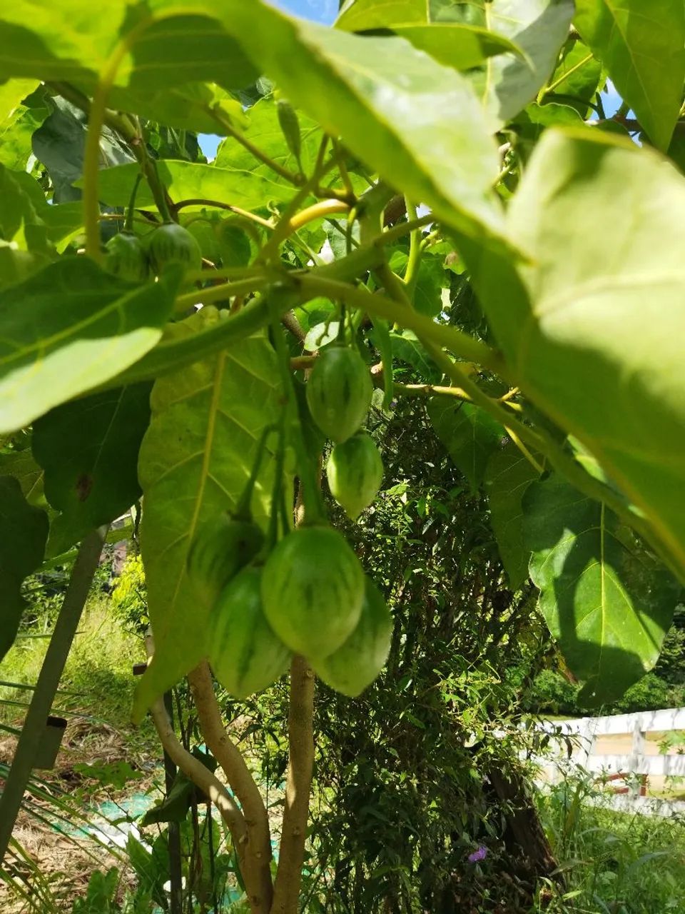 Muda tomate de árvore  - Foto 5