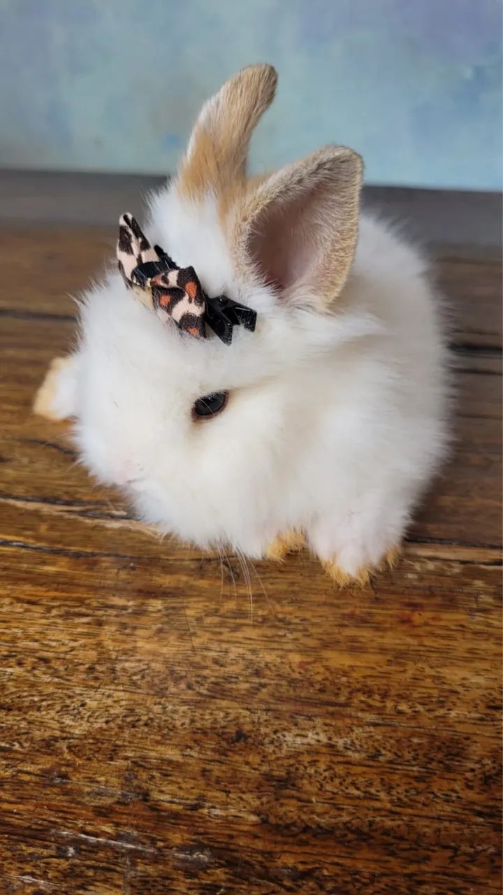 Mini lion - Foto 2