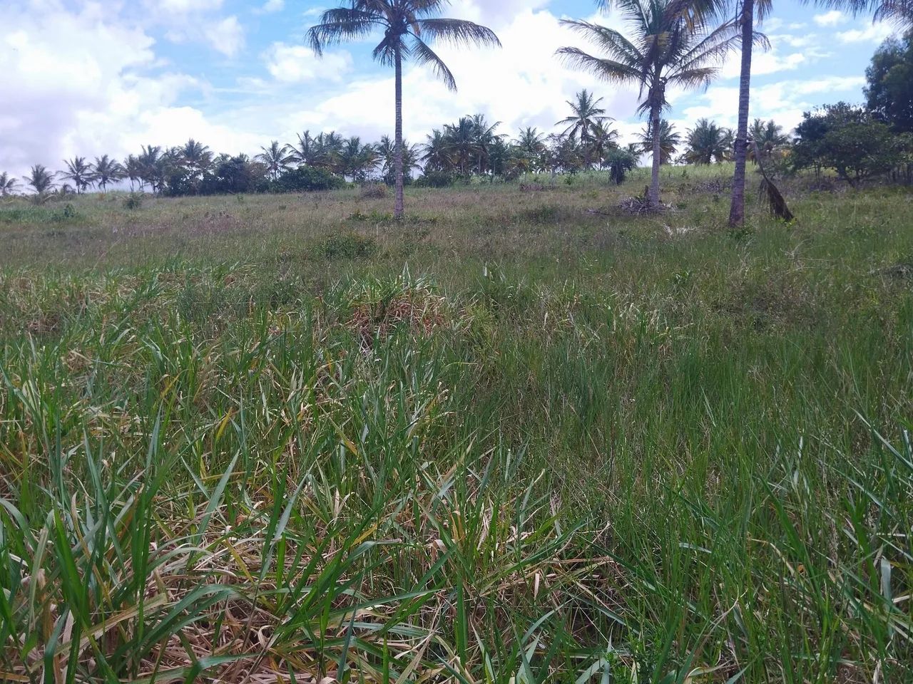 Lote grande  com escritura, sem nenhuma restrição 