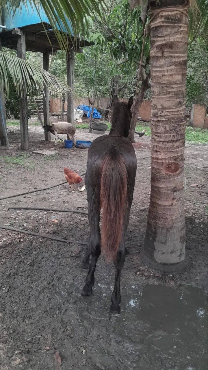 Vende-se Potra Mestiça  - Foto 6