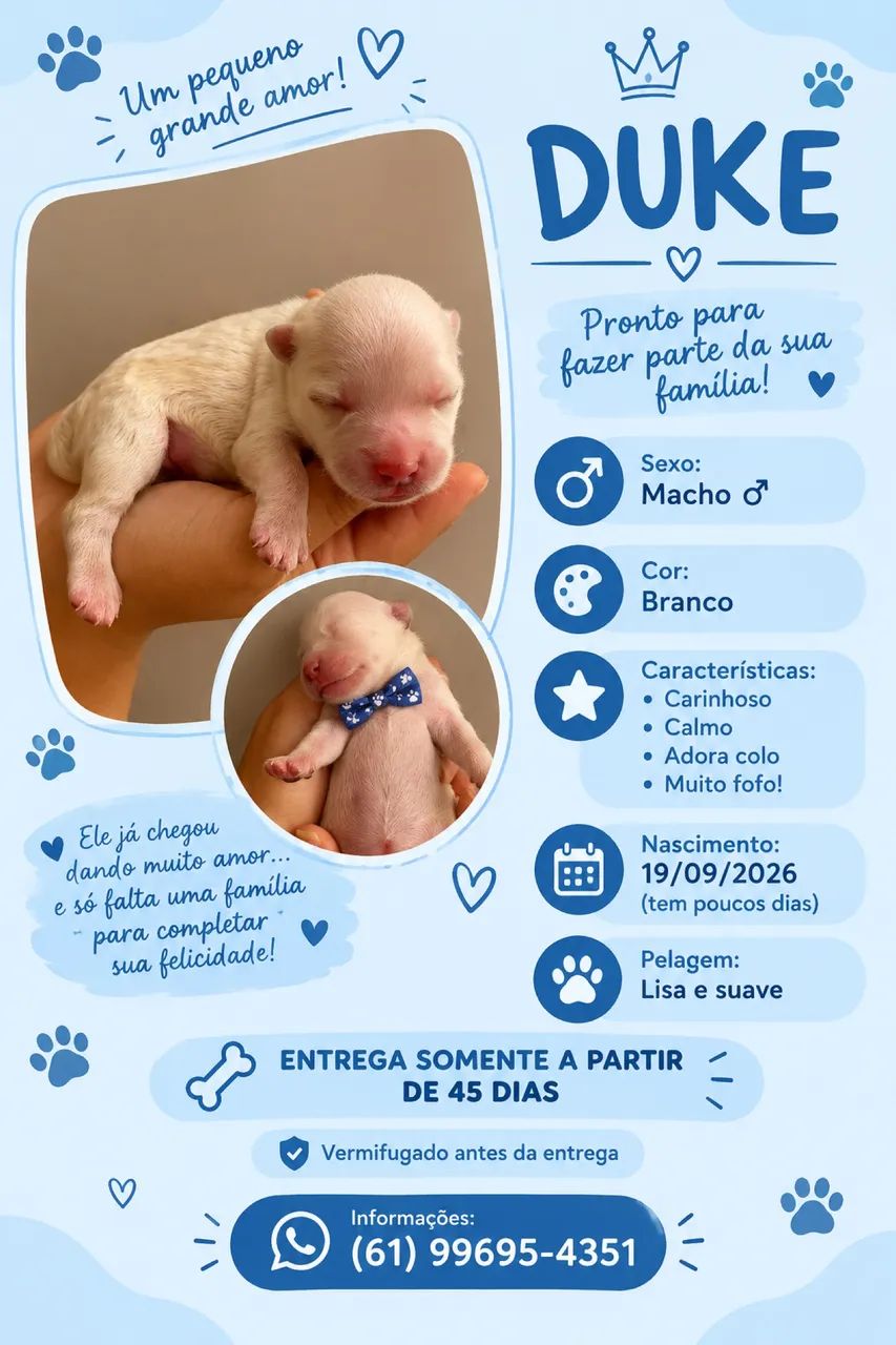 filhotes de poodle - Foto 3