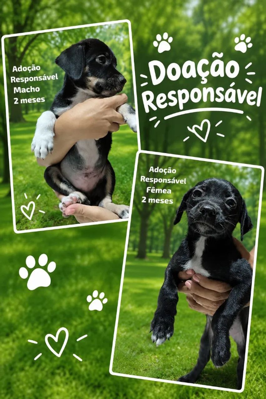 Doação responsável  - Foto 2