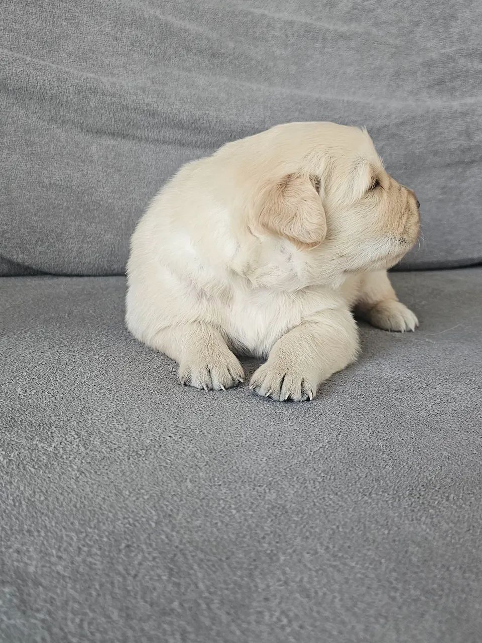 GOLDEN RETRIVIER MACHO - Foto 3