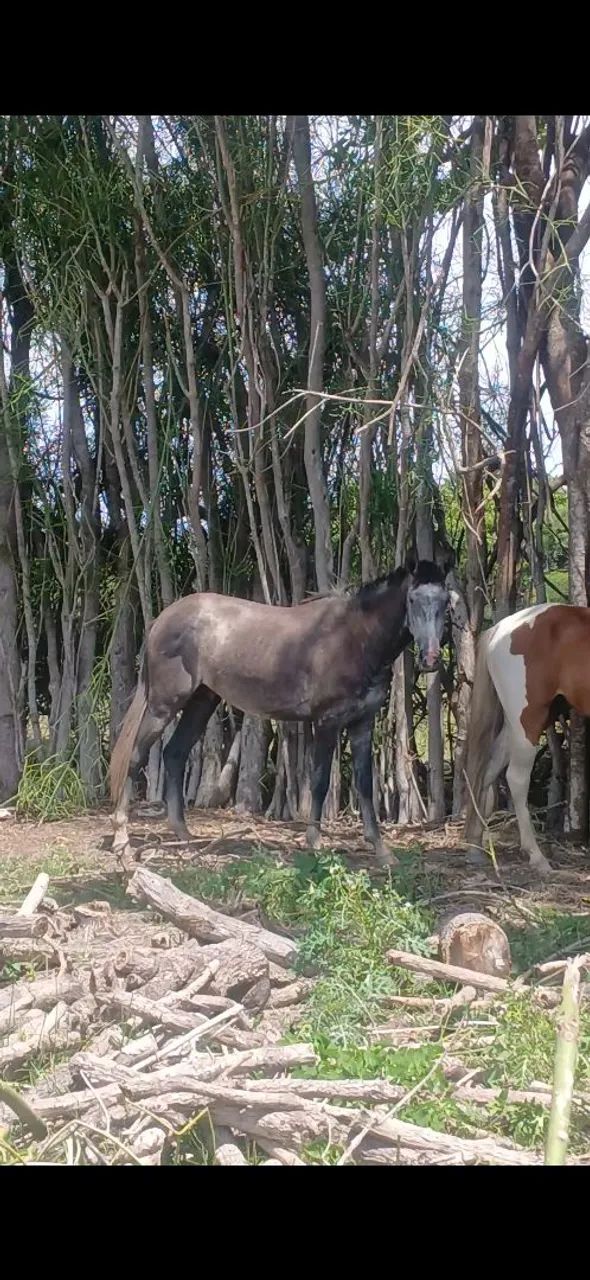 Vendo 4 animal - Foto 2