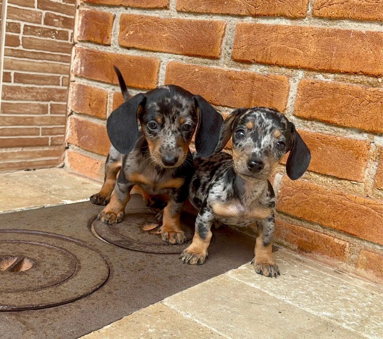 Dachshund mini Alerquim prata  - Foto 3