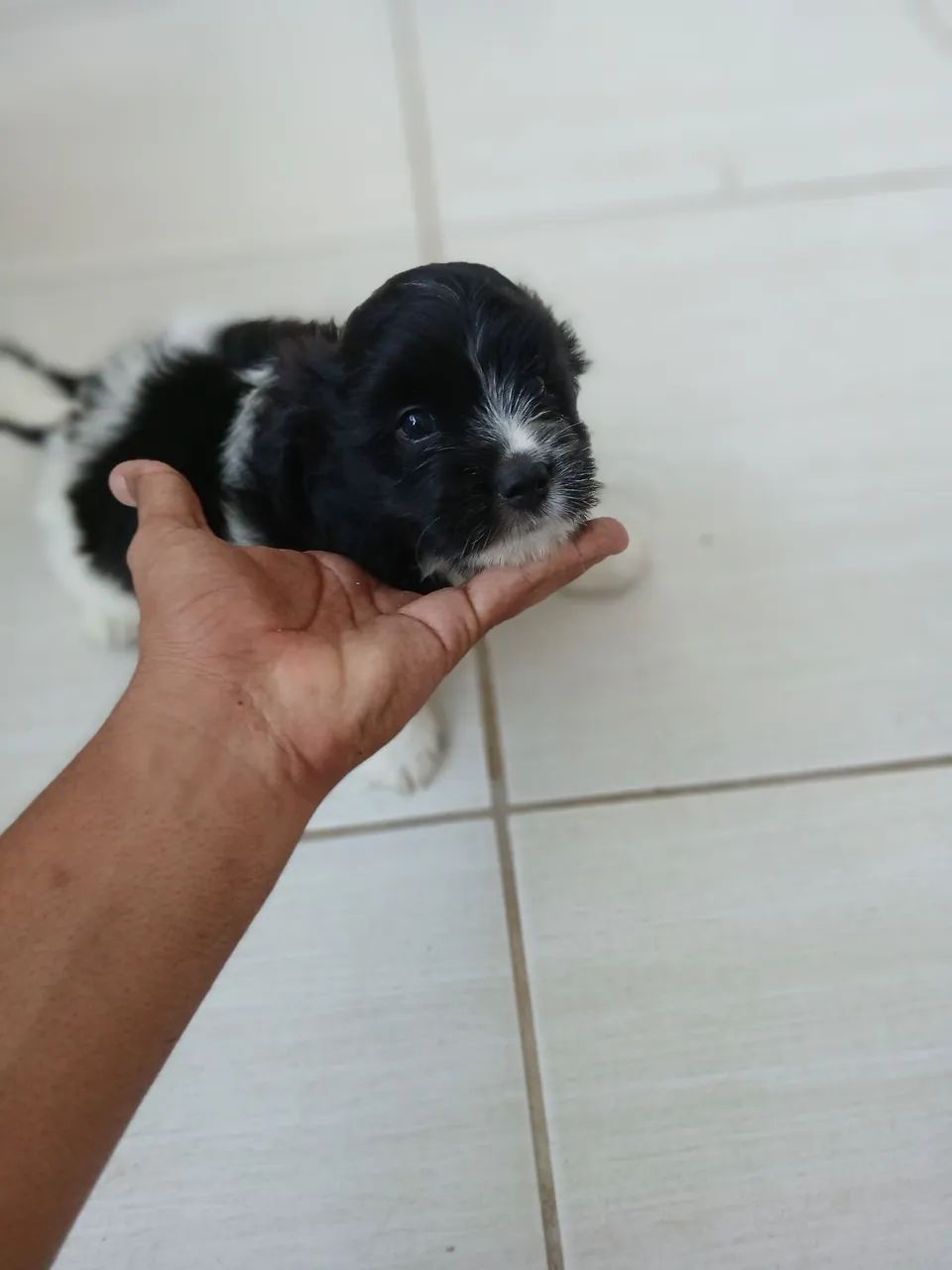 Lhasa apso + shitzu