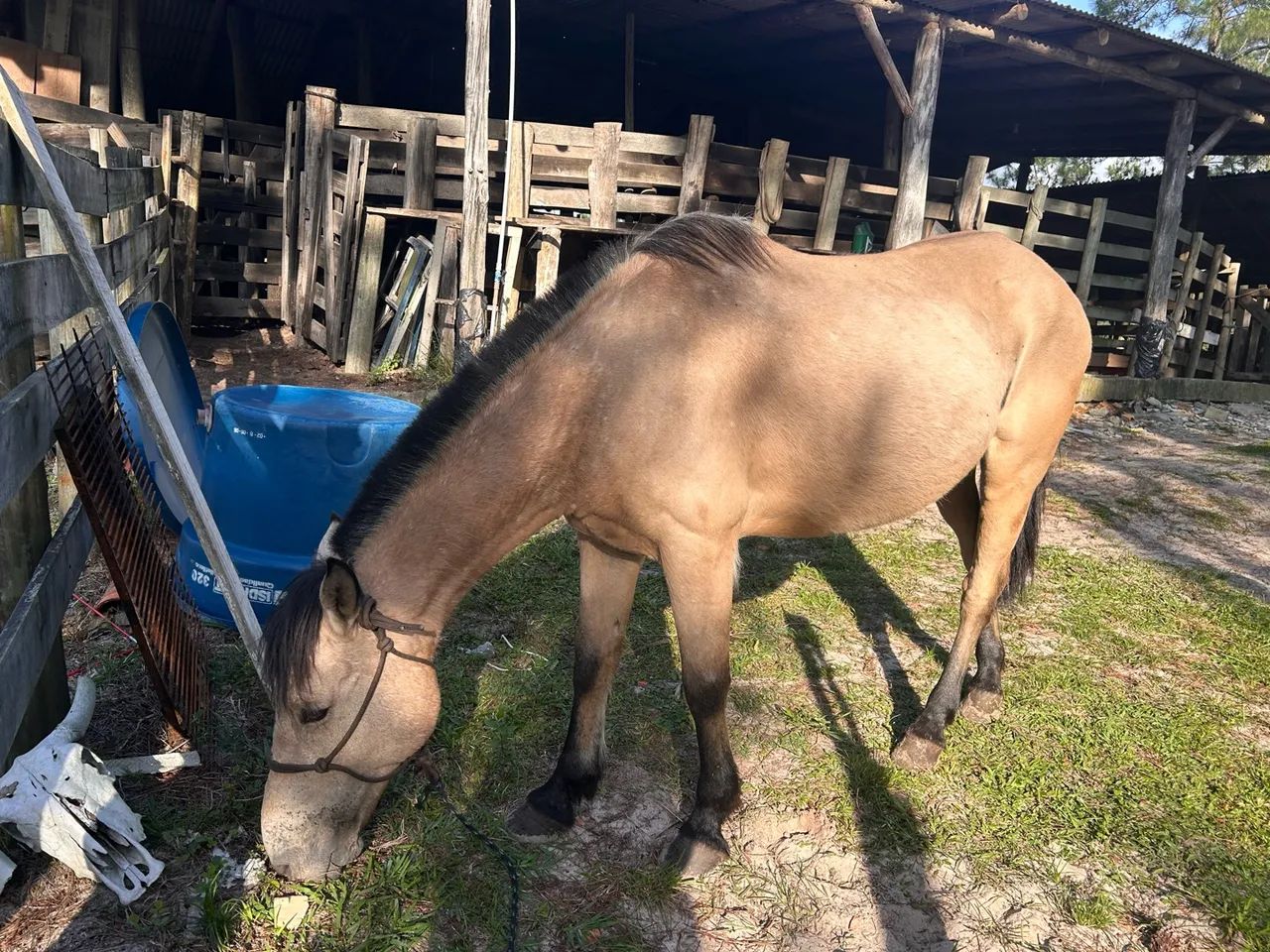 Cavalo baio  - Foto 2
