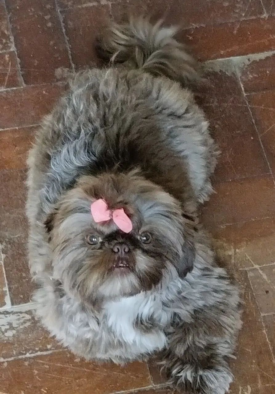 Shih Tzu - Foto 2