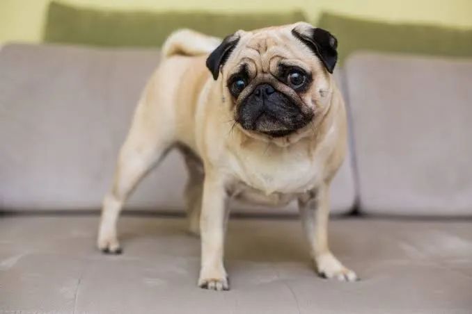 Cachorro - Foto 2