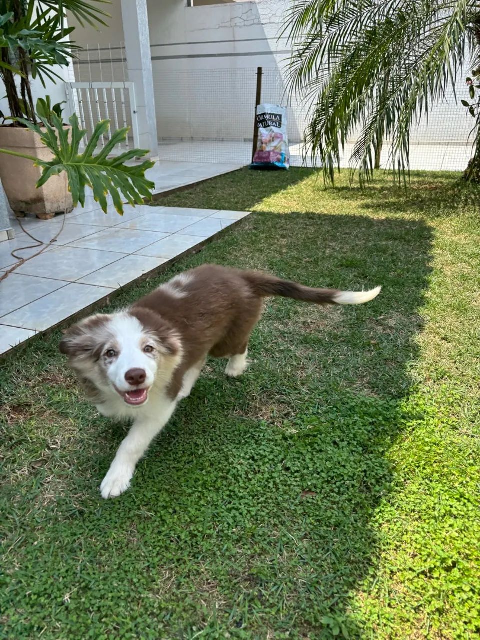 Vendo Border collie  - Foto 4