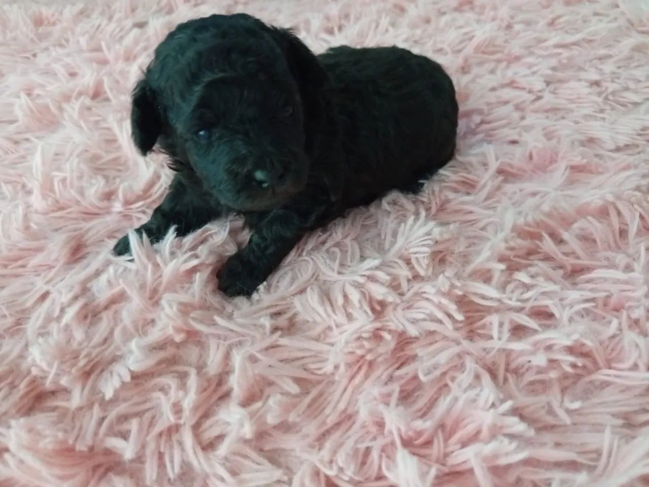 Poodle fêmea  - Foto 5