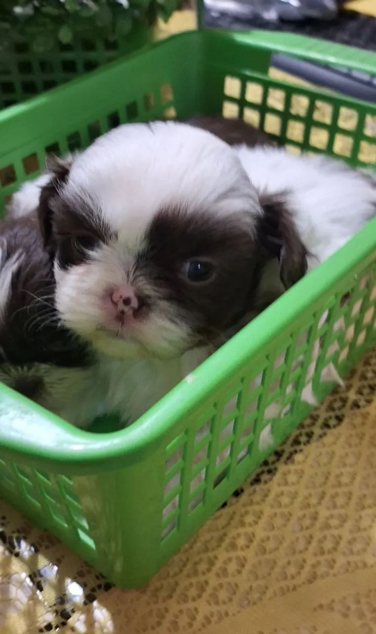 Vendas de cachorrinhos 