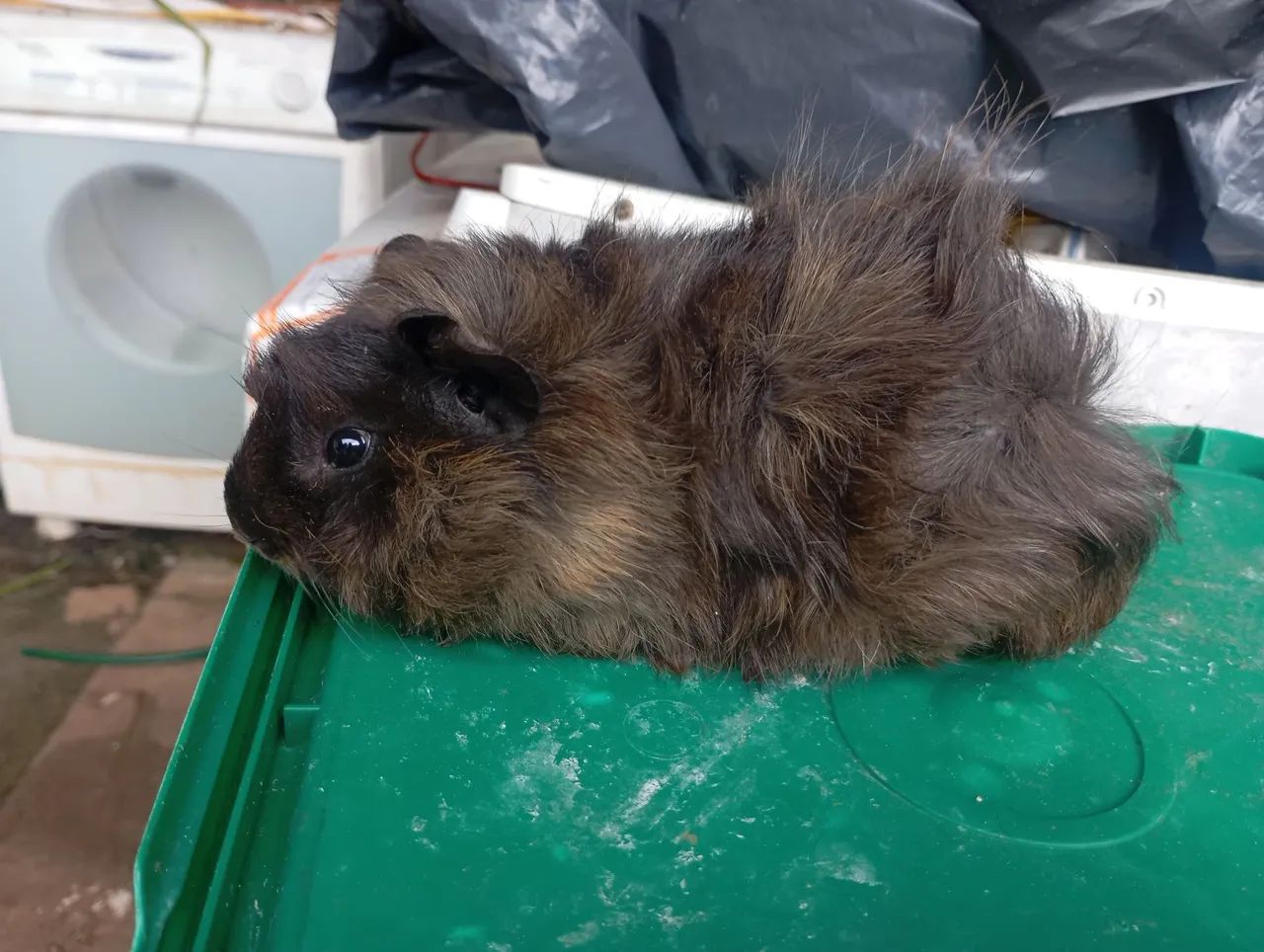 Porquinho da índia - macho - Foto 5