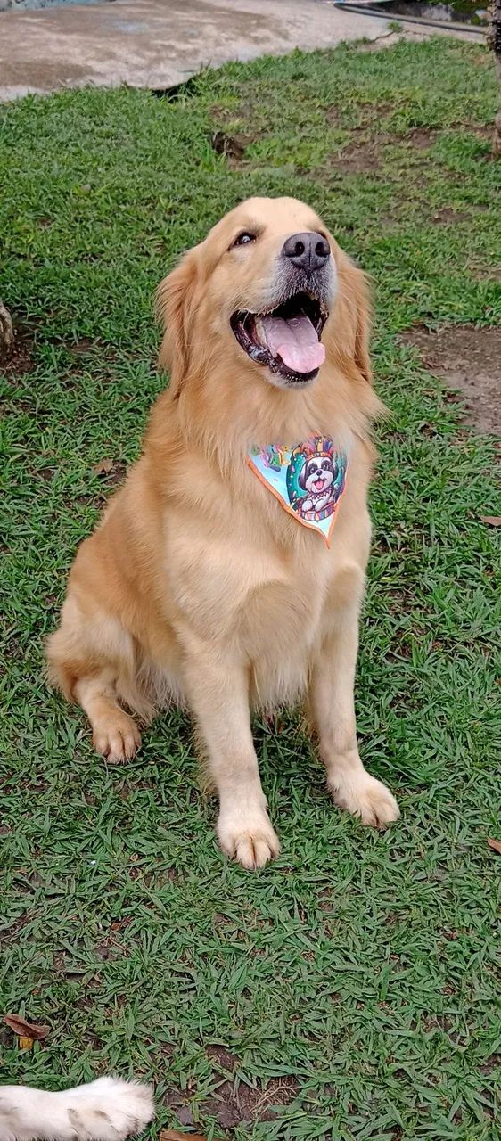Hotel Para Cães e Gatos * - Foto 2