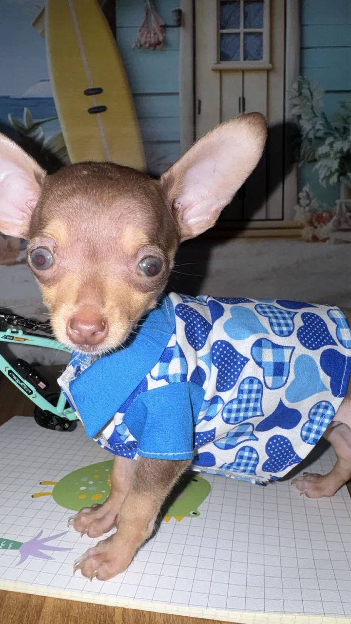 Pinscher macho zero  - Foto 3