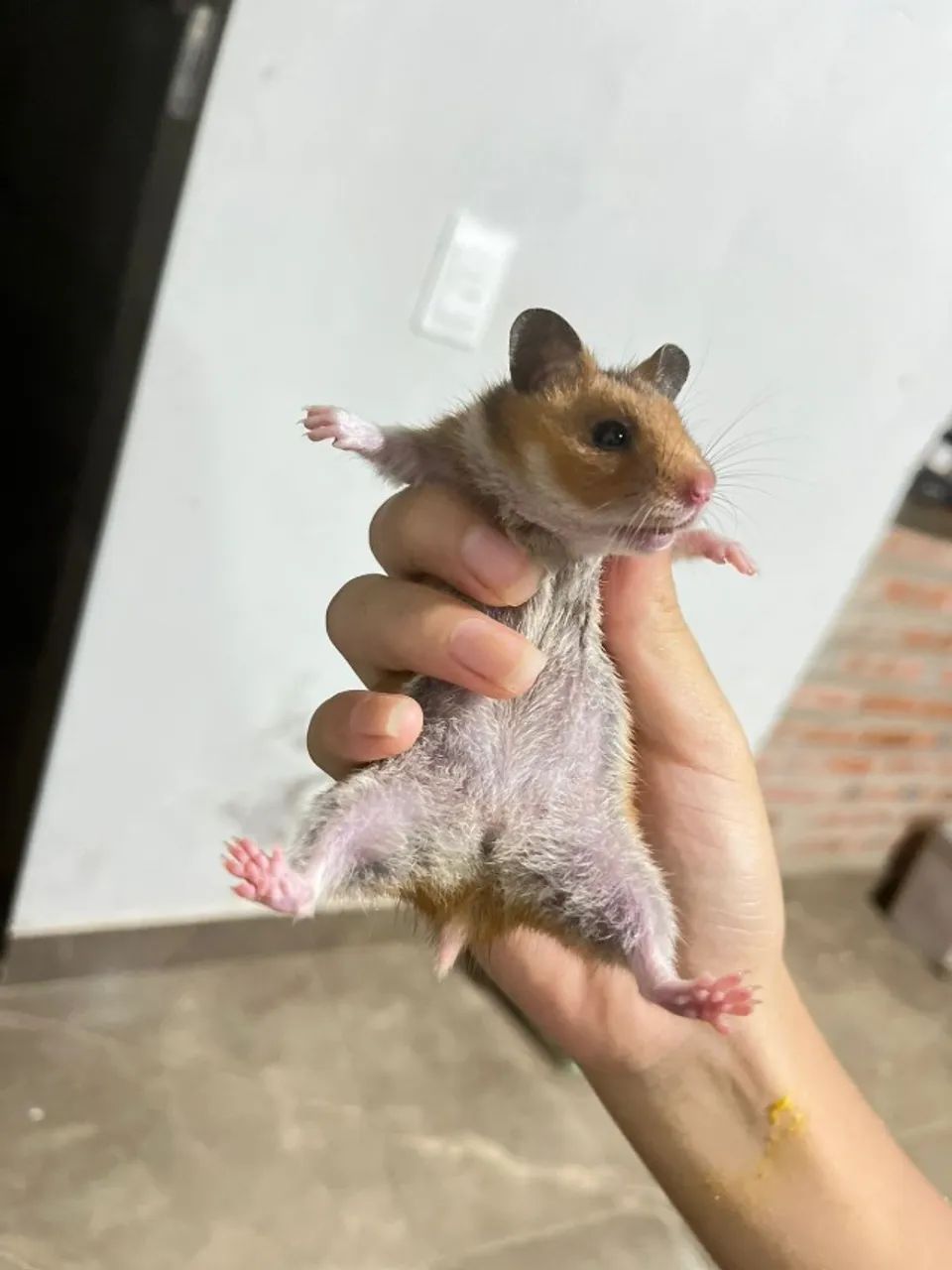 Estamos vendendo hamsters (variações de cores) 50$ reais cada - Foto 2