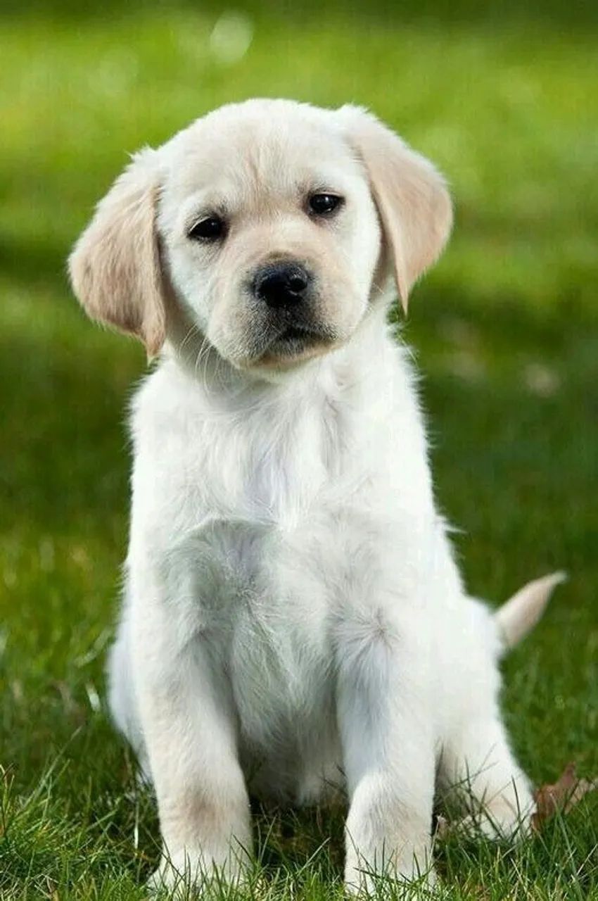 Filhotes de Labrador | Um filhote cheio de encanto e personalidade.
