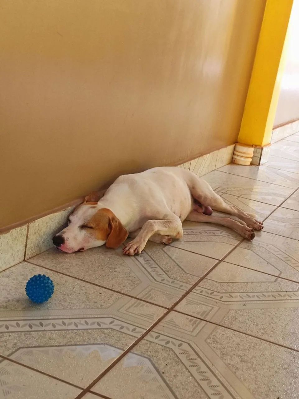 ADOÇÃO RESPONSÁVEL  - Foto 2