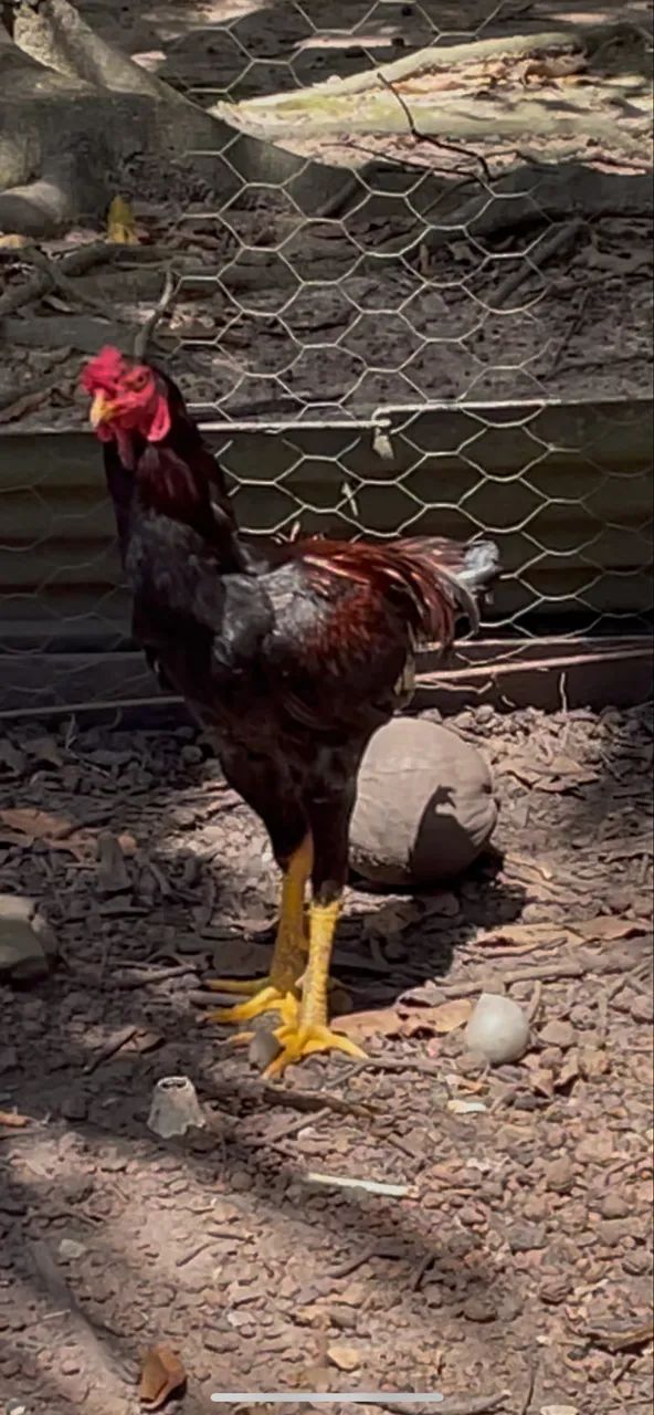 Frango - Foto 2