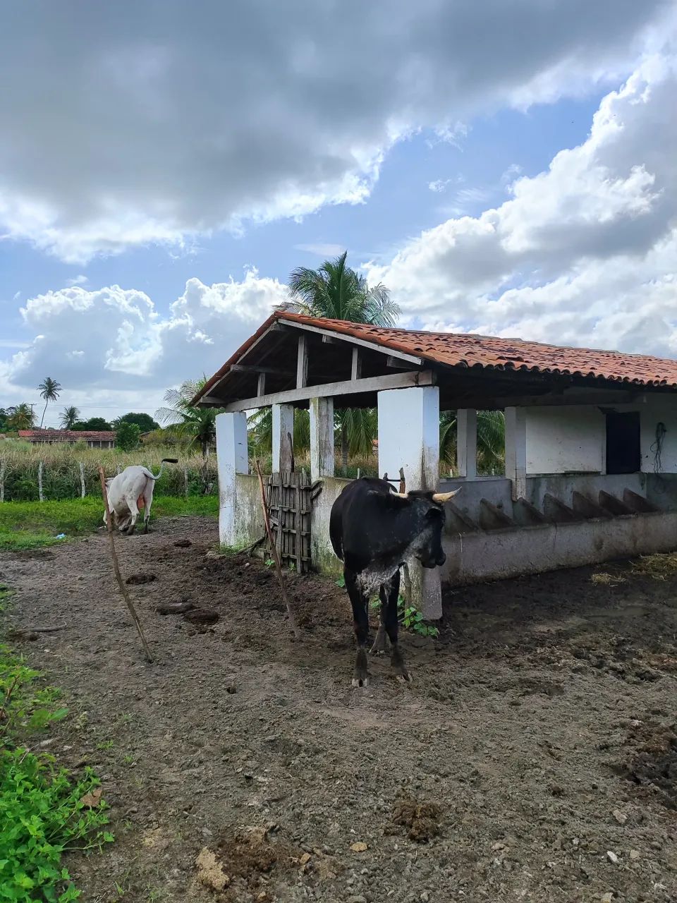 fazenda com 40 hectares em vera cruz-RN - Foto 3