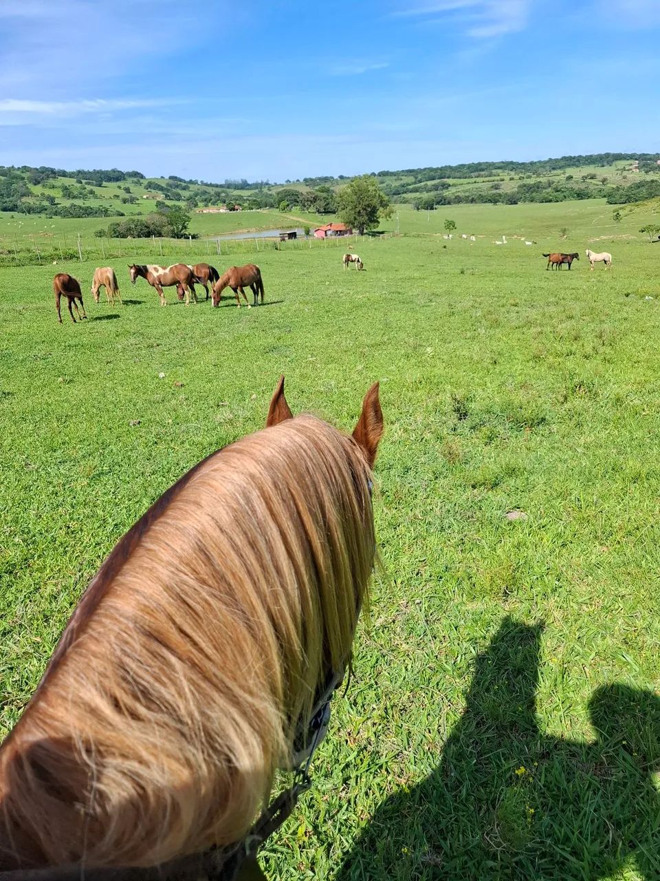 Cavalos - Foto 6
