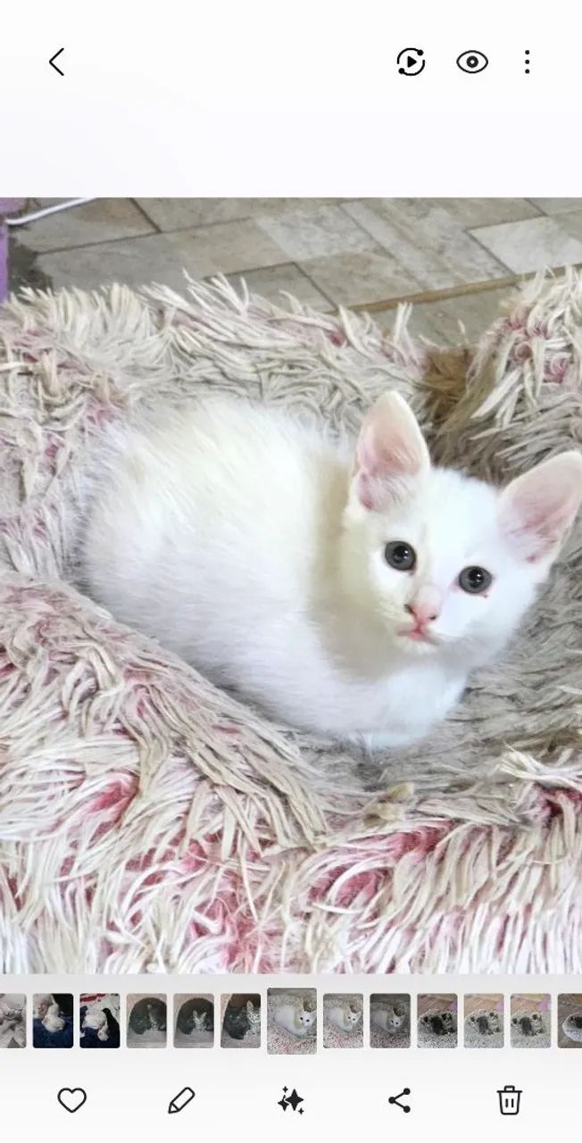Filhote de Gato Angora65570229911427124