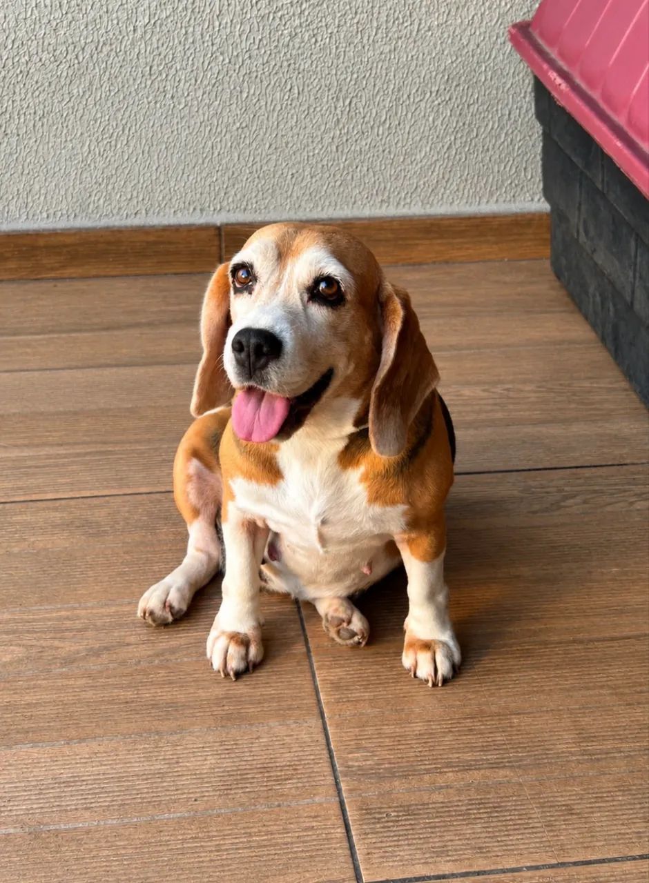 MINI BEAGLE RED 13 POLEGADAS - Foto 2