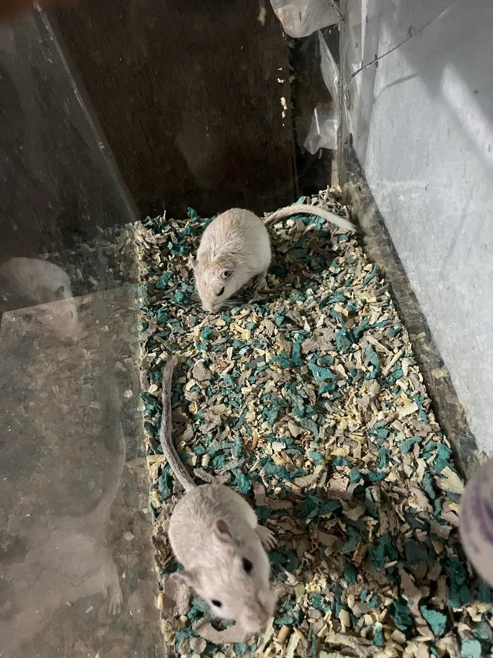 Gerbil(esquilo da Mongólia) - Foto 5