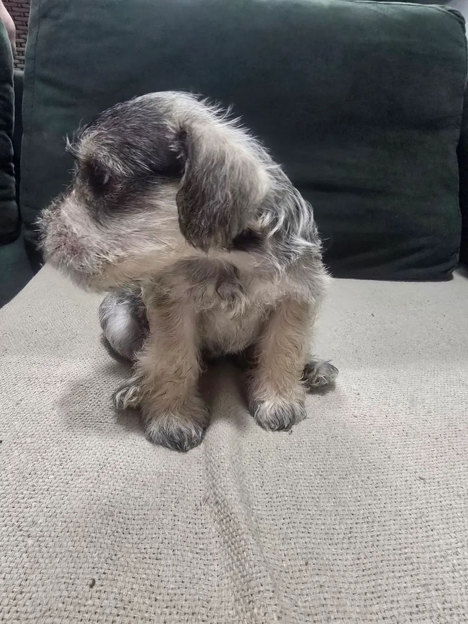 FILHOTE SCHNAUZER  - Foto 3