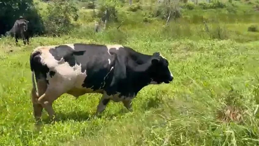 Gado Leiteiro - Holandês/Girolando (Itabuna/BA) - Foto 3