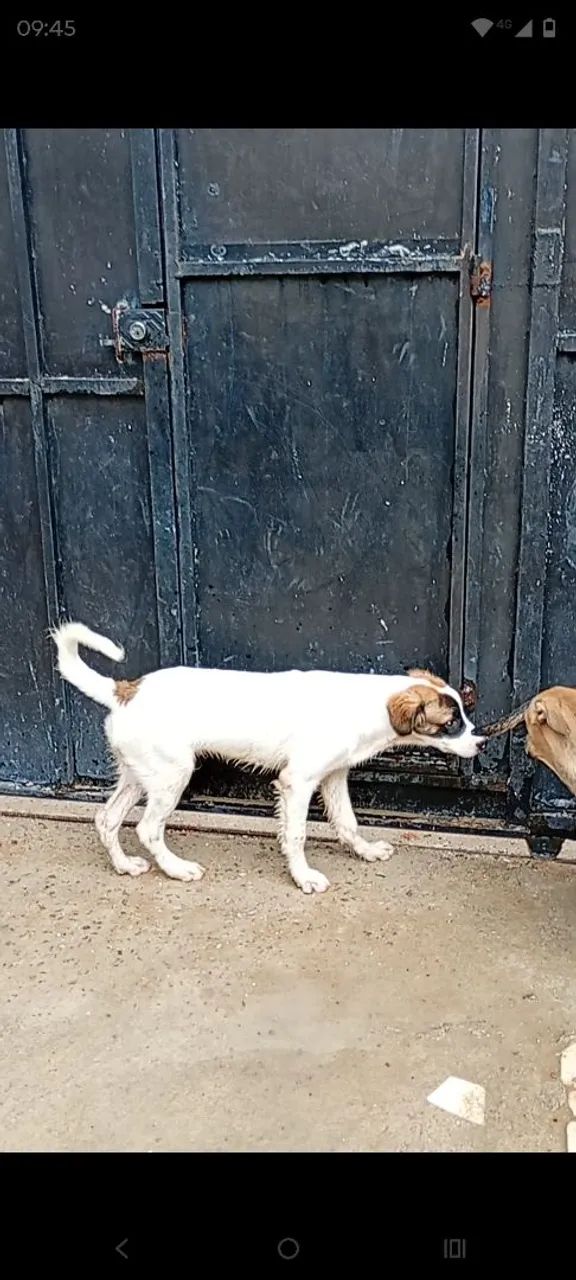 Cachorros para adoção - Foto 2