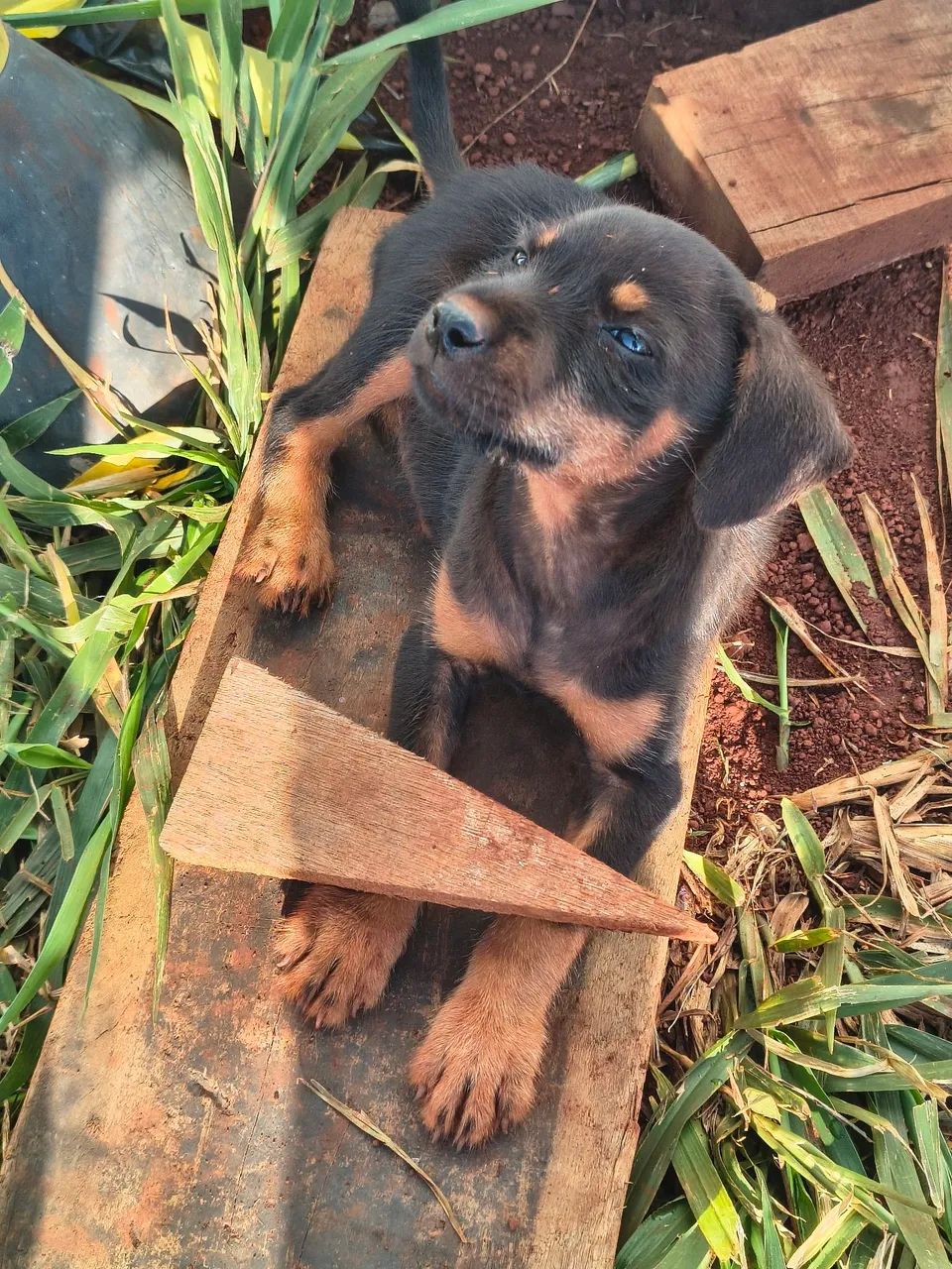 Cachorrinhos para doação ?