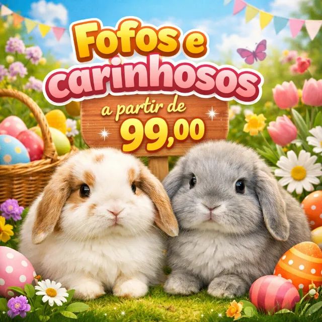 Mini coelhos em Erechim