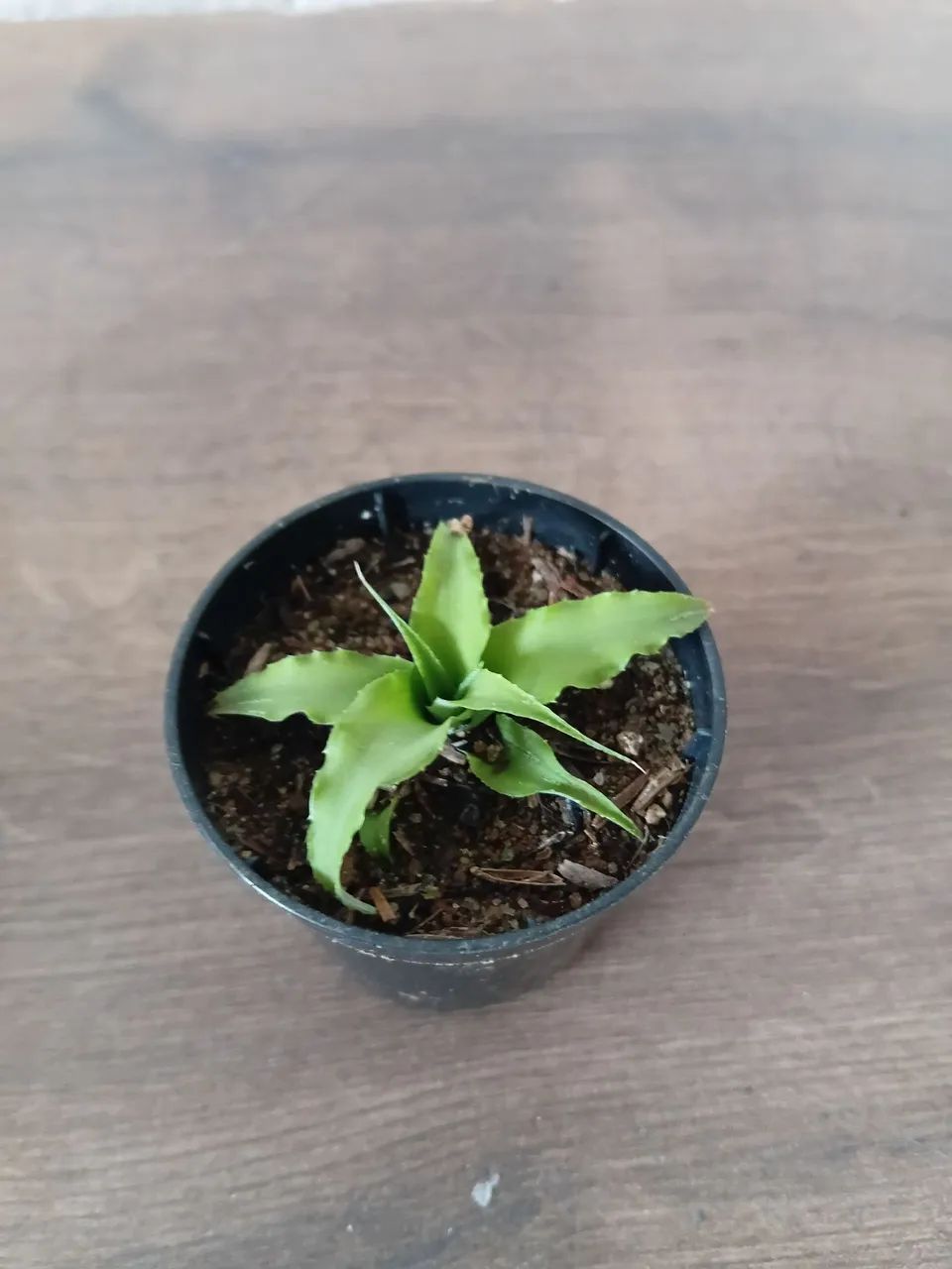 Suculentas - Foto 2